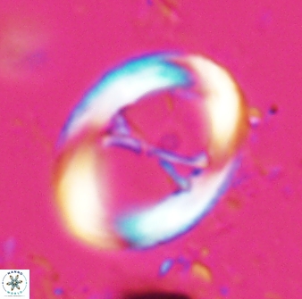 Neochiastozygus junctus 24744