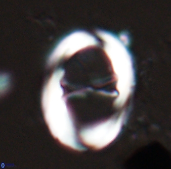 Neochiastozygus junctus 24746