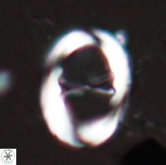 Neochiastozygus junctus 24746