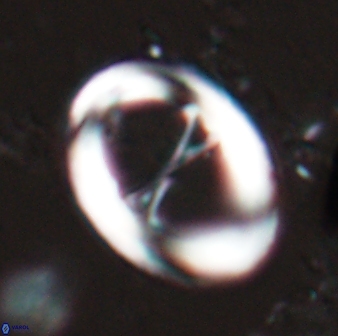 Neochiastozygus junctus 24747