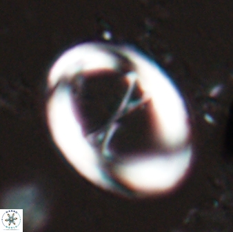 Neochiastozygus junctus 24747