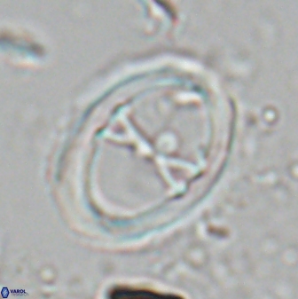 Neochiastozygus junctus 24749