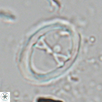Neochiastozygus junctus 24749