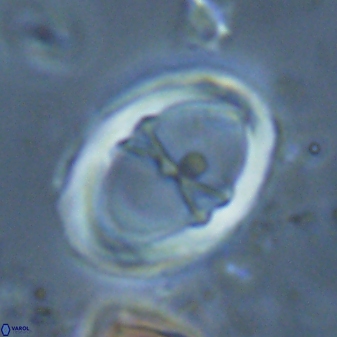 Neochiastozygus junctus 24750