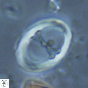 Neochiastozygus junctus 24750