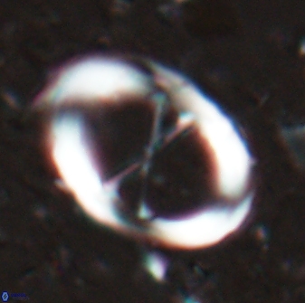 Neochiastozygus junctus 24769