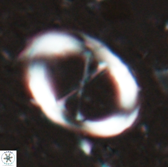 Neochiastozygus junctus 24769