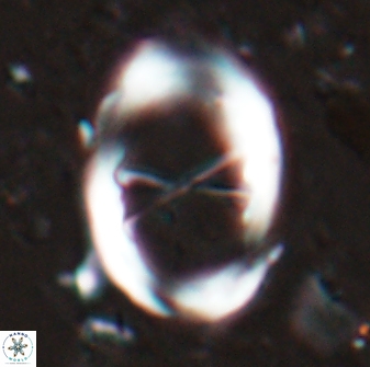 Neochiastozygus junctus 24770