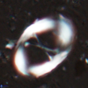 Neochiastozygus junctus 24773