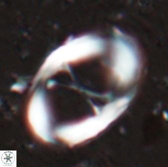 Neochiastozygus junctus 24773