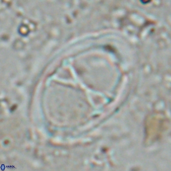 Neochiastozygus junctus 24774