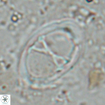Neochiastozygus junctus 24774