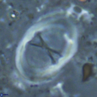 Neochiastozygus junctus 24775