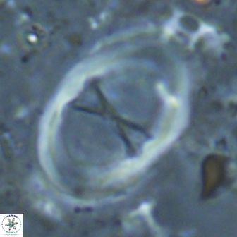 Neochiastozygus junctus 24775