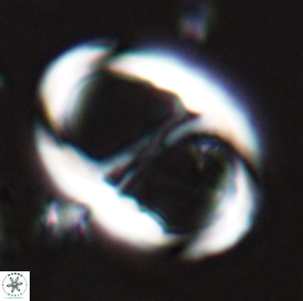 Neochiastozygus junctus 24972