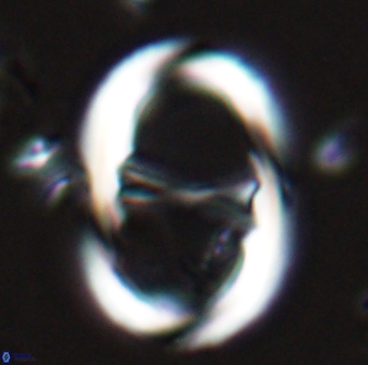 Neochiastozygus junctus 24975