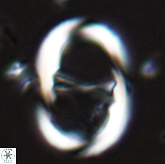 Neochiastozygus junctus 24975