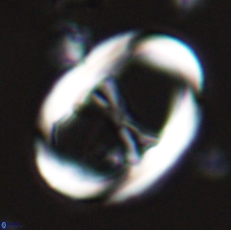 Neochiastozygus junctus 24976