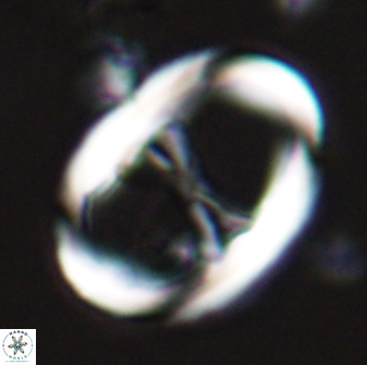 Neochiastozygus junctus 24976