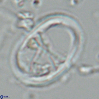 Neochiastozygus junctus 24978
