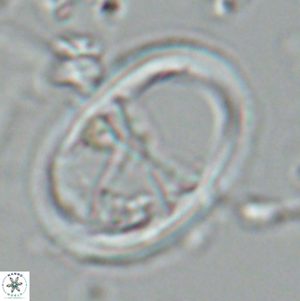 Neochiastozygus junctus 24978