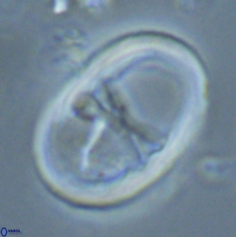 Neochiastozygus junctus 24979
