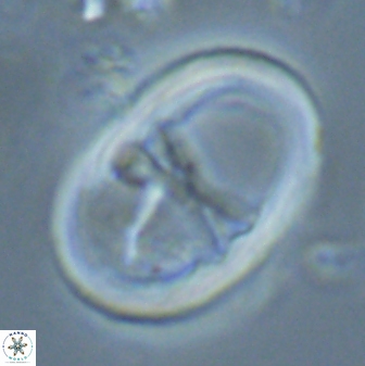 Neochiastozygus junctus 24979