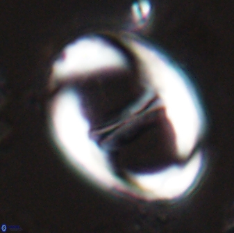 Neochiastozygus junctus 25040