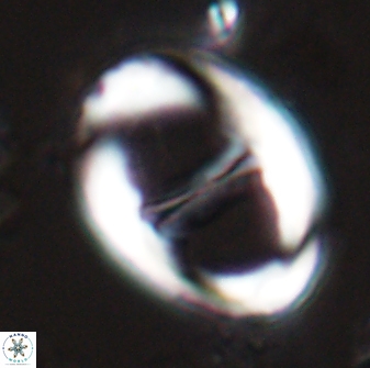 Neochiastozygus junctus 25040