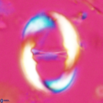 Neochiastozygus junctus 25042