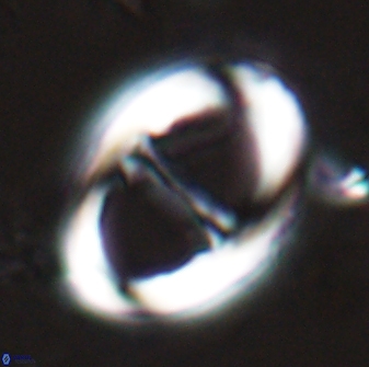 Neochiastozygus junctus 25045