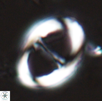 Neochiastozygus junctus 25045