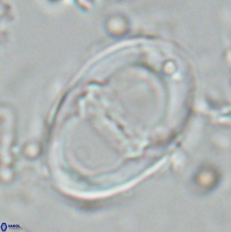 Neochiastozygus junctus 25047