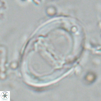 Neochiastozygus junctus 25047