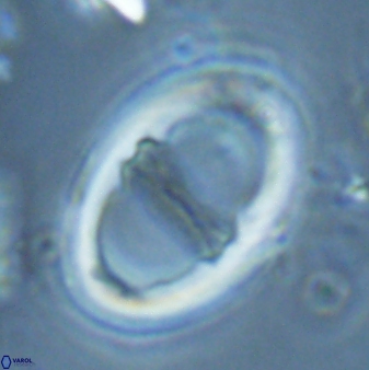 Neochiastozygus junctus 25049