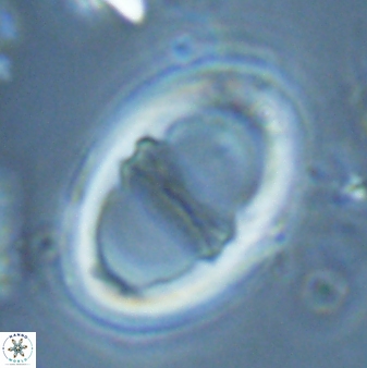 Neochiastozygus junctus 25049