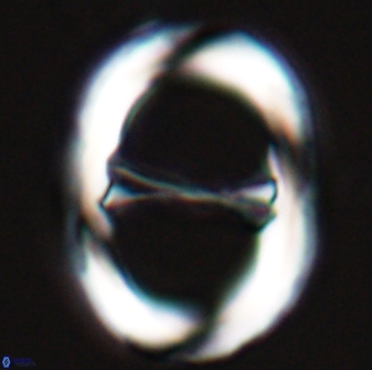 Neochiastozygus junctus 25011