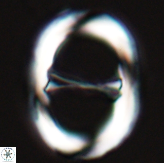 Neochiastozygus junctus 25011