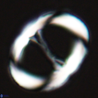 Neochiastozygus junctus 25012