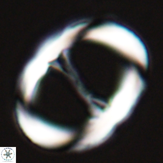 Neochiastozygus junctus 25012