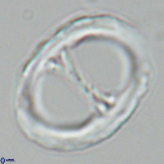 Neochiastozygus junctus 25014