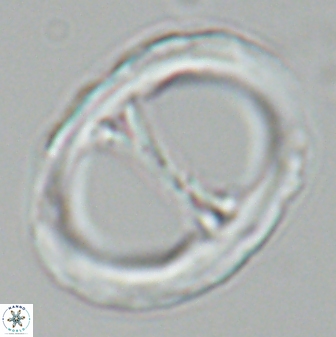 Neochiastozygus junctus 25014
