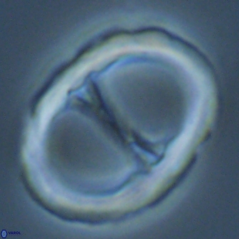 Neochiastozygus junctus 25015