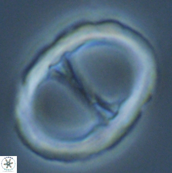 Neochiastozygus junctus 25015