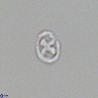 Neochiastozygus modestus 22834