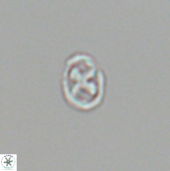 Neochiastozygus modestus 22834