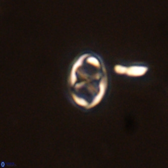Neochiastozygus modestus VR 01605