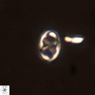 Neochiastozygus modestus VR 01605