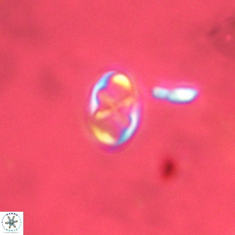 Neochiastozygus modestus VR 01606
