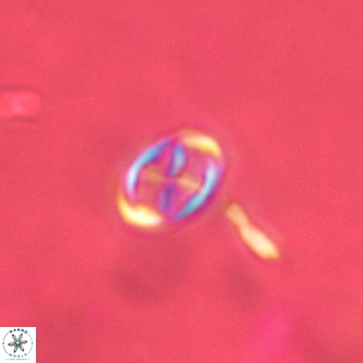 Neochiastozygus modestus VR 01607